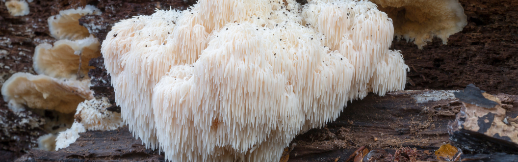 Lion’s Mane Mushroom